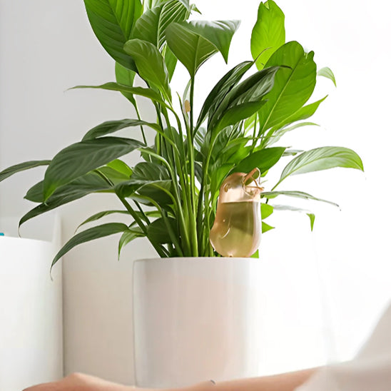 arroseur automatique pour plante d'intérieur